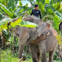 OPERASI PEMINDAHAN GAJAH LIAR